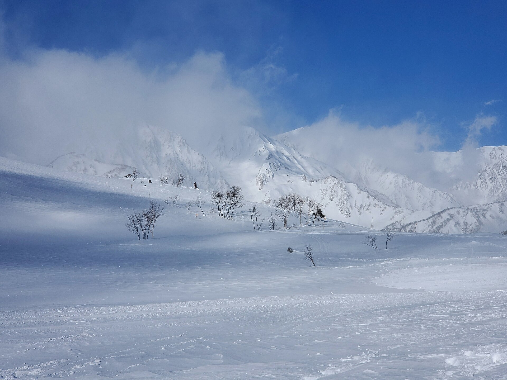 Powder tree runs at Madarao