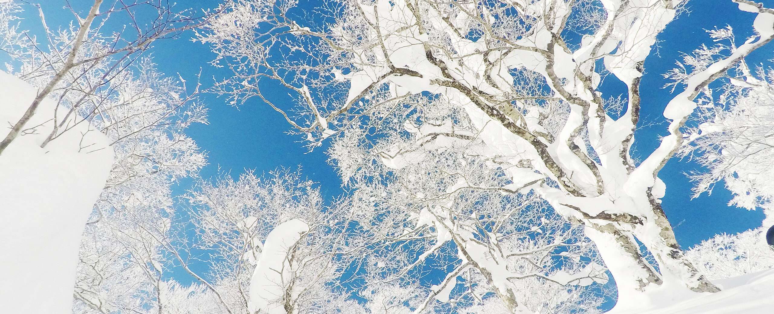 Legendary snow-covered tree runs in Japan