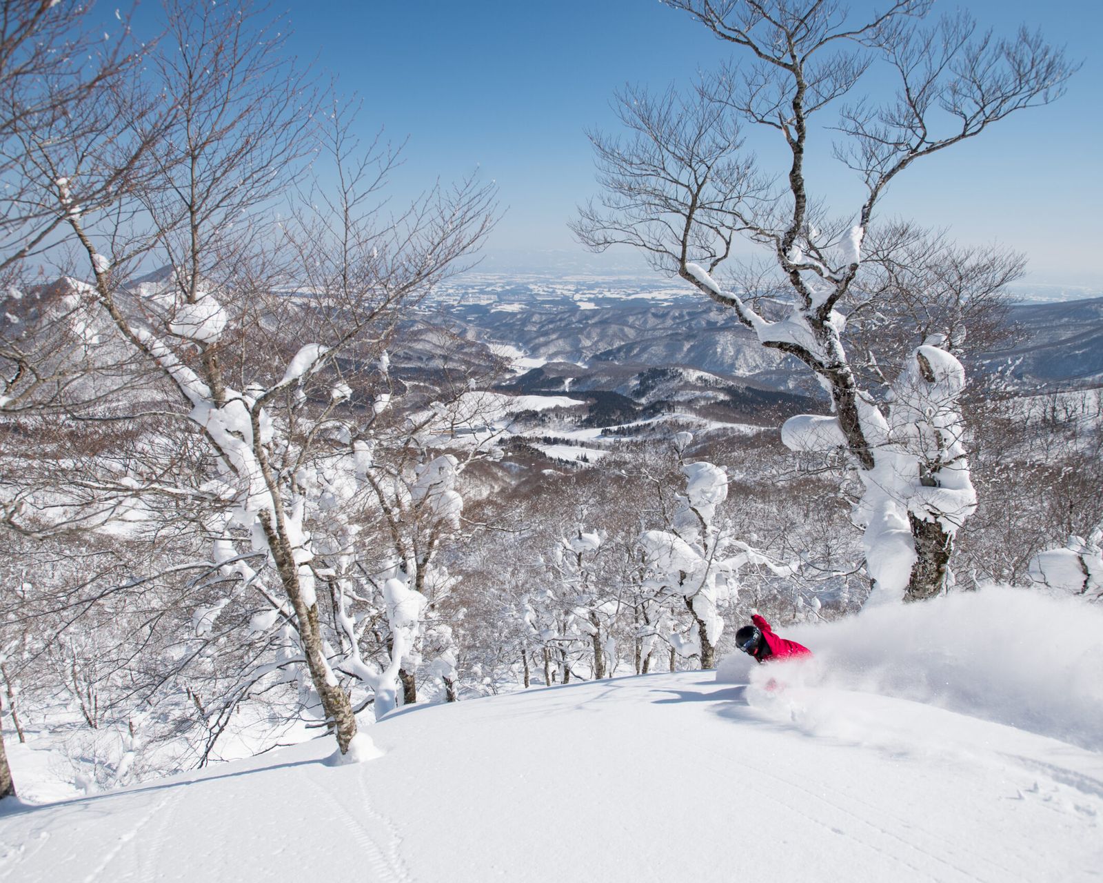 Untracked powder through Japanese tree runs